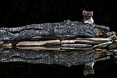 Beech marten (Martes foina) at the water's edge, Extremadura, Spain