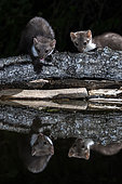 Beech marten (Martes foina) at the water's edge, Extremadura, Spain