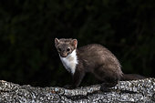 Beech marten (Martes foina) on a trunk, Extremadura, Spain