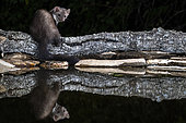 Beech marten (Martes foina) at the water's edge, Extremadura, Spain