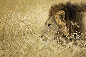 A male Lion (Panthera leo) looks on in the Maasai Mara National Park, Kenya.