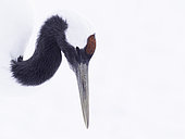 A Red-crownded Crane (Grus japonensis) in Hokkaido, Japan.