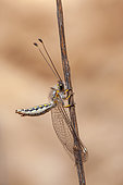 Owlfly (Ascalaphidae sp) on twig, Iran
