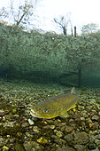The brown trout (Salmo trutta) is a European species of salmonidfish that has been widely introduced into suitable environments globally. captive in Parco del Ticino, Biosphere Reserve, Lombardia, Italy.