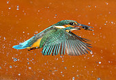 Kingfisher (Alcedo atthis) coming out of water with a fish in his bill, England
