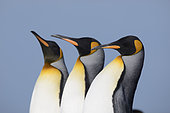 King penguins (Aptenodytes patagonicus), Volunteer Point, East Falkland, Falklands