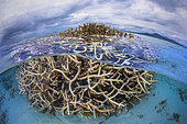 Cushion of Stag coral Acropora grandis) during a large low tide in the vicinity of the S-shaped channel, Mayotte