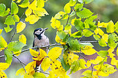 Great spotted woodpecker (Dendrocopos major) perched amongst autumn leaves, England