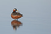 Red phalarope female (Phalaropus fulicarius), arctic tundra, Alaska