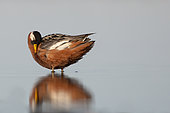 Red phalarope female (Phalaropus fulicarius), arctic tundra, Alaska