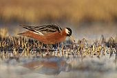 Red phalarope female (Phalaropus fulicarius), arctic tundra, Alaska