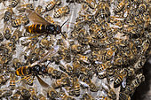 Asian hornets (Vespa velutina) flying over a swarm of honey bees (Apis mellifera), Mont Ventoux, Provence, France