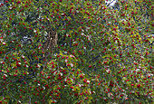 Long-eared Owl (Asio otus) in European mountain ash (Sorbus aucuparia), Mont Ventoux, Provence, France