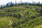Vineyards of Suzette in the Dentelles de Montmirail, Vaucluse, Provence, France