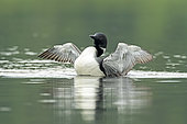 Great northern diver (Gavia immer), adult flapping its wings on a lake, La Mauricie National Park, Quebec, Canada.