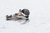 Great northern diver (Gavia immer), adult preening on a lake, La Mauricie National Park, Quebec, Canada.