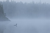 Great northern diver (Gavia immer), adult swimming on a lake at sunrise in mist, La Mauricie National Park, Quebec, Canada.