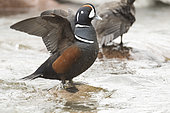Harlequin Duck (Histrionicus histrionicus), adult flapping his wings on a rock in the middle of the river, Gaspésie national park, Québec, Canada