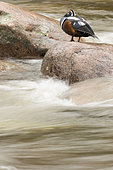 Harlequin Duck (Histrionicus histrionicus), adult resting on a rock in the middle of the river, Gaspésie national park, Québec, Canada
