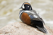 Harlequin Duck (Histrionicus histrionicus), adult resting on a rock in the middle of the river, Gaspésie national park, Québec, Canada