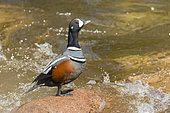 Harlequin Duck (Histrionicus histrionicus), male standing on a rock in the middle of the river, Gaspésie national park, Québec, Canada