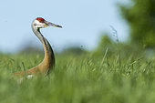 Sandhill Crane (Antigone canadensis), adult, standing in a field and observing, Quebec, Canada.