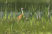 Sandhill Crane (Antigone canadensis), adult, standing in a marsh and observing, Quebec, Canada.