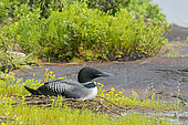 Great northern diver (Gavia immer), adult on its nest on the shore of a lake, La Mauricie National Park, Quebec, Canada.