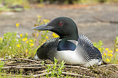 Great northern diver (Gavia immer), adult on its nest on the shore of a lake, La Mauricie National Park, Quebec, Canada.