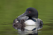 Great northern diver (Gavia immer), Adult swimming next to its chick on a lake, La Mauricie National Park, Quebec, Canada.