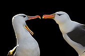 Albatros à sourcils noirs (Thalassarche melanophris) parade de bienvenue, Ile Saunders, Malouines