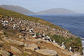 Black-browed Albatross (Thalassarche melanophris) colony at Saunders, Falkland