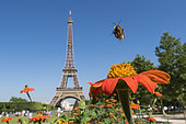 Bumblebee (Bombus terrestris) in flight over a garden flower in front of the Eiffel Tower in Paris, France