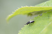 Parasitic wasp: Eurytomid (Eurytoma rosae) from a bedeguaur on rosehip (Rosa sp), Lorraine, France