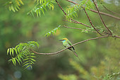 Little Green Bee-Eater (Merops orientalis) on a branch, Yala NP, Sri Lanka