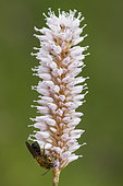 Tawny Mining Bee (Andrena fulva) on European bistort (Polygonum bistorta) floweer, Hautes chaumes, Hohneck, Vosges, France