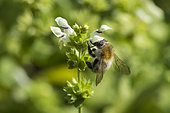 Brown Bumblebee (Bombus pascuorum) on White deadnettle (Lamium album) flower, Jardin des Plantes, Paris, France