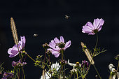 Mining bee (Halictus sp) flying over garden flowers, Parc de Sainte Croix, Rhodes, Lorraine, France
