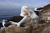 Black-browed albatross (Thalassarche melanophris) at nest, Saunders, Falkland, January 2018