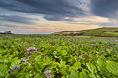 Phacelia field, Pas-de-Calais, Opal Coast, France