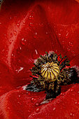 Corn poppy (Papaver rhoeas) flower close-up