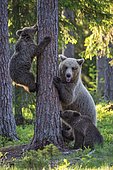Two cubs (Ursus arctos) and their mother playing on a tree in a boreal coniferous forest, Bear family, Suomussalmi, Karelia, Finland, Europe