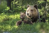 Female (Ursus arctos) with offspring in boreal coniferous forest, young bear, baby, cute, Suomussalmi, Karelia, Finland, Europe