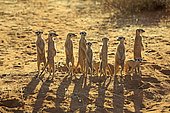 Meerkats (Suricata suricatta), adult, group standing upright at animal den, vigilant, backlight, Tswalu Game Reserve, Kalahari, North Cape, South Africa, Africa