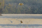 Hen harrier and red fox on meadow with hoarfrost, Wintertime, Germany, Europe