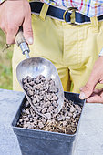 Sowing of Purple Coneflower (Echinacea purpurea) step by step. Cover with gravel.