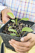 Sowing of Purple Coneflower (Echinacea purpurea) step by step. Sowing result after 6 weeks.