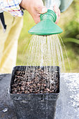 Sowing of Purple Coneflower (Echinacea purpurea) step by step. Watering the sowing pot.