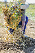 Woman covering a watering bowl with mulch to limit evaporation at the foot of a young Eucalyptus (Eucalyptus sp).