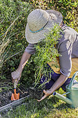 Woman planting a Cosmos plant (Cosmos bipinnatus) in a bed.